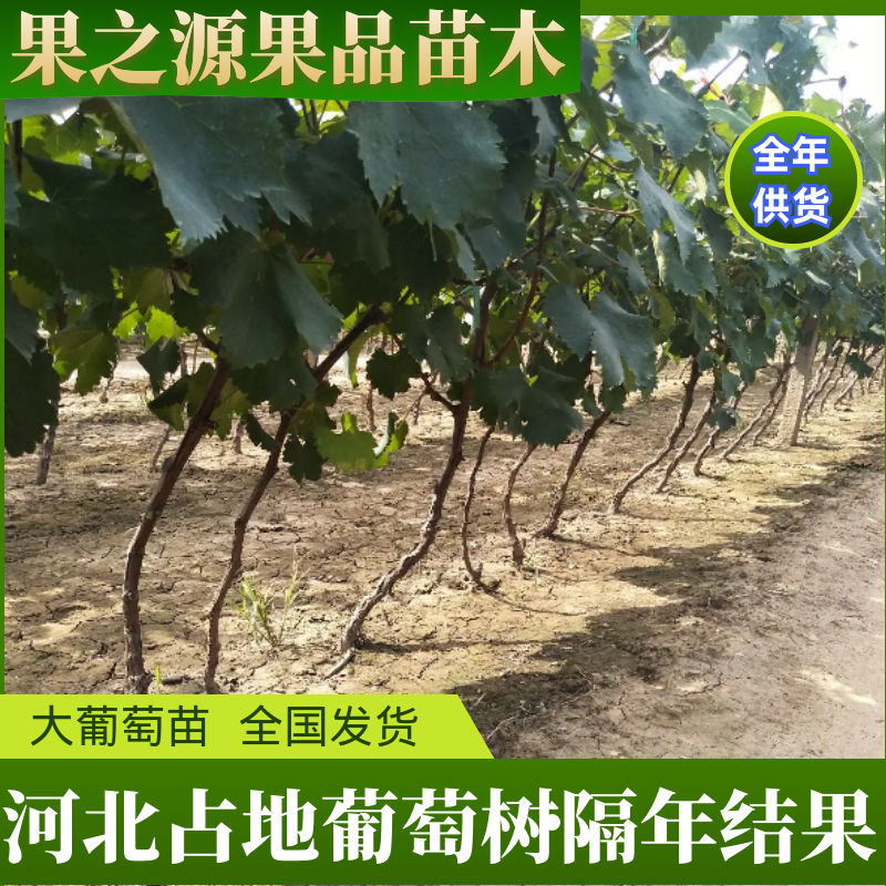 【精选占地葡萄树】占地葡萄树河北直发全国发货诚信经营