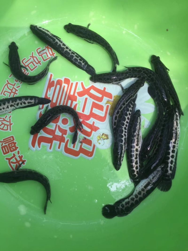 优质杂交黑鱼苗乌鳢鱼苗量大价优提供技术支持抗病毒