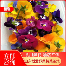 【山东特菜批发】三色堇，三色花，餐厅配菜专用可食用鲜花！