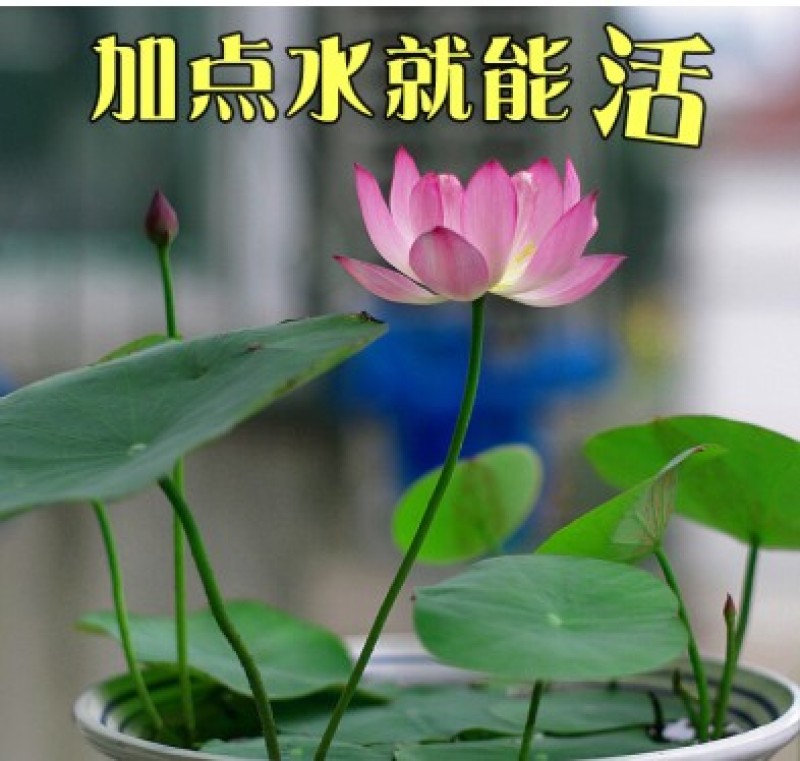 已开口碗莲种子水培植物室内阳台花卉水生水养睡莲花四季开花