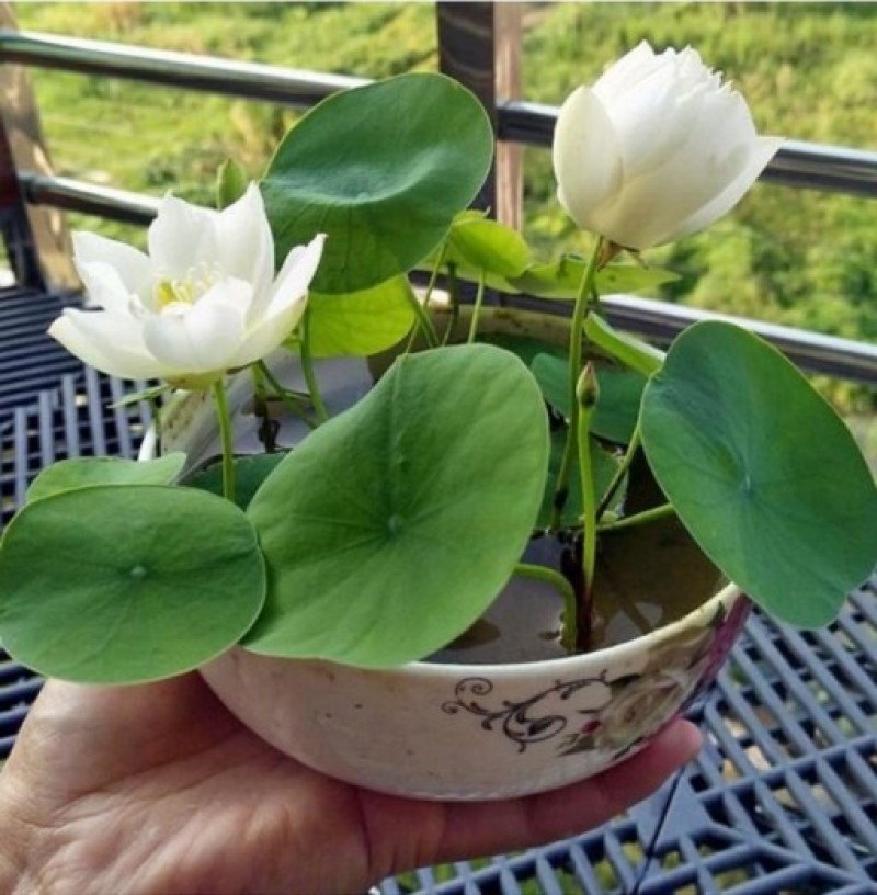 已开口碗莲种子水培植物室内阳台花卉水生水养睡莲花四季开花