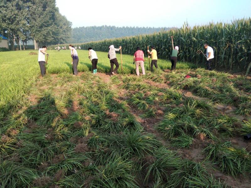 麦冬草中叶、细叶麦冬基地直销，一手货源保证质量