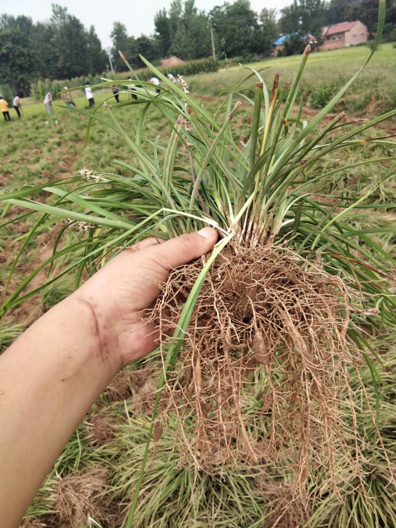 麦冬草中叶、细叶麦冬基地直销，一手货源保证质量