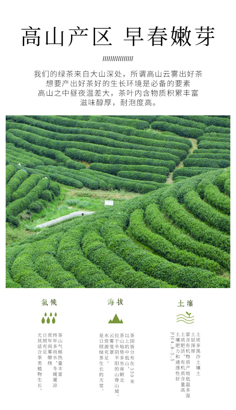 高山绿茶2罐500g春茶礼盒包邮批发