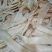 全熟牛板筋。手续齐全,