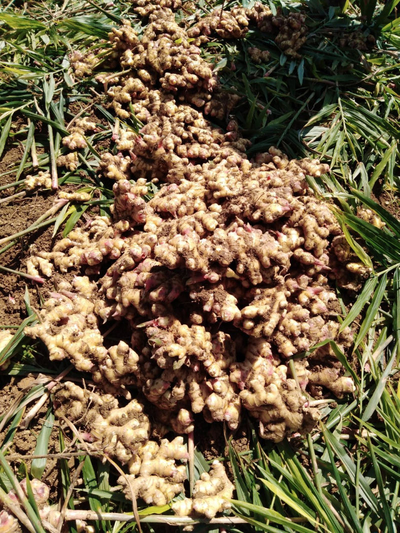 山东优质小黄姜产地直发坏烂包赔，量大价优全国发货