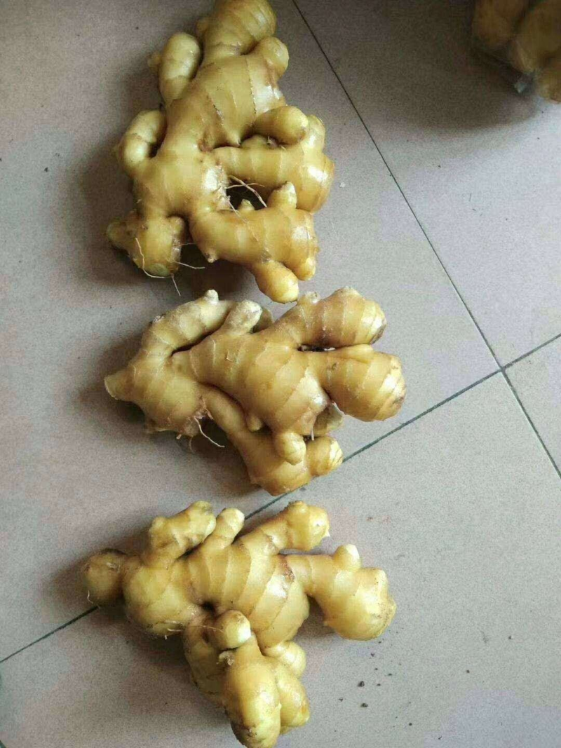山东优质小黄姜产地直发坏烂包赔，量大价优全国发货