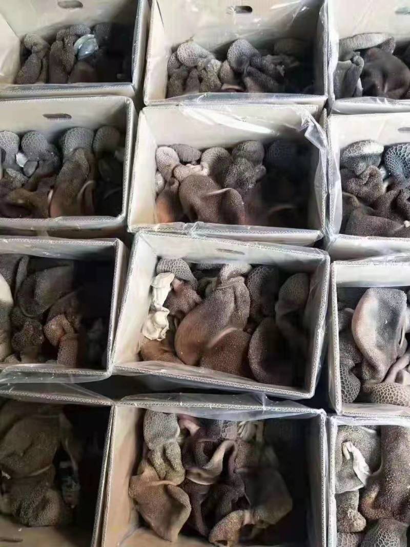 半成品羊肚/熟羊肚.