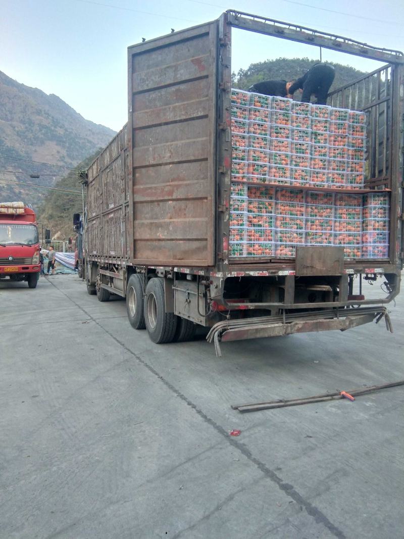 精品推荐黄果柑产地直供全国发货硬度足耐运输