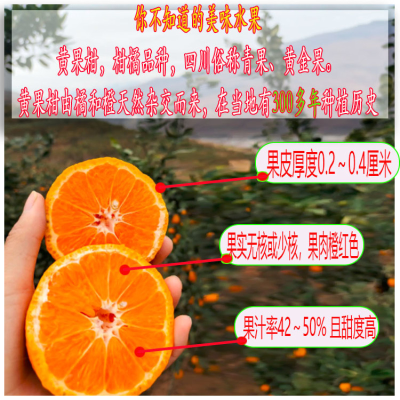 大量有货四川黄果柑新鲜青果硬度足耐运输酸甜爽口