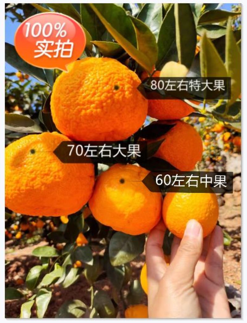 大量有货四川黄果柑新鲜青果硬度足耐运输酸甜爽口