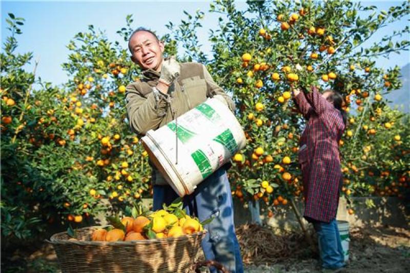 大量有货四川黄果柑新鲜青果硬度足耐运输酸甜爽口