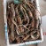 太空莲36号莲子种苗建宁广昌白莲湘莲莲子莲藕种苗产莲红花