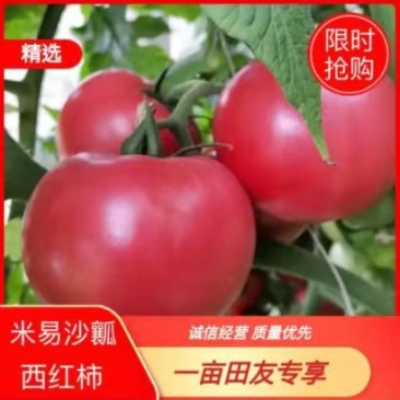 攀枝花沙瓤西红柿大量上市，色泽鲜亮，口感霸道