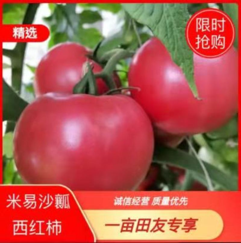 攀枝花沙瓤西红柿大量上市，色泽鲜亮，口感霸道
