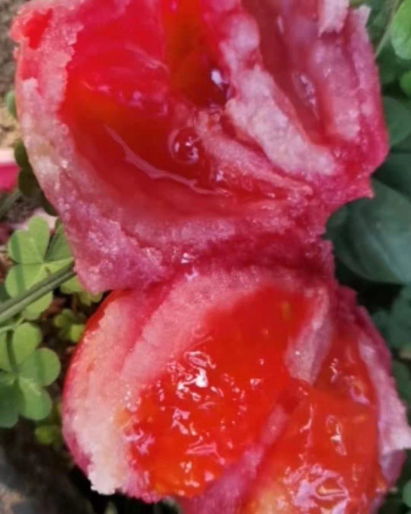 攀枝花沙瓤西红柿大量上市，色泽鲜亮，口感霸道