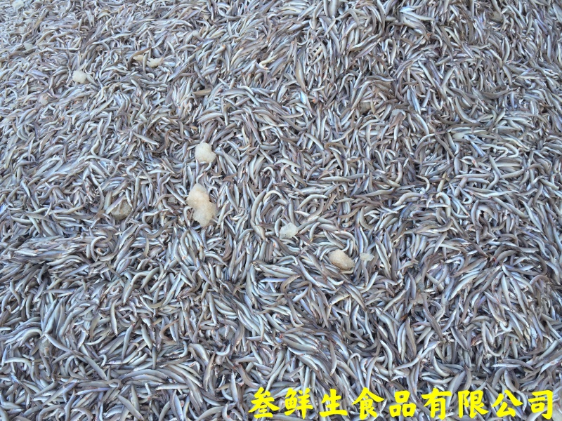海泥鳅、玉筋鱼、沙溜鱼、社区团购、食堂、商超、档口专供