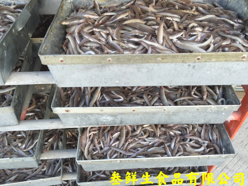 海泥鳅、玉筋鱼、沙溜鱼、社区团购、食堂、商超、档口专供
