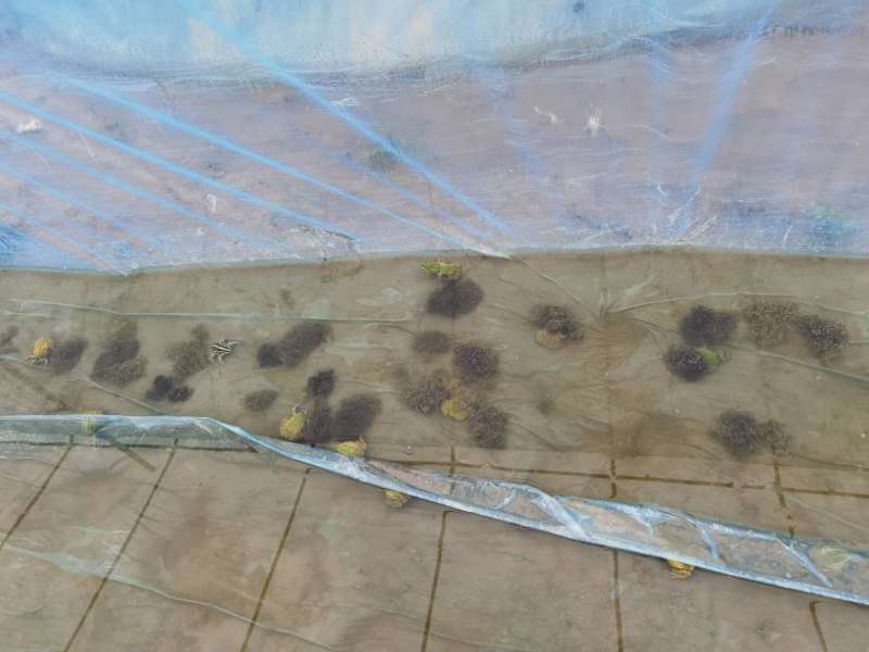 大量供应青蛙新鲜卵块基地养殖存活率高可实地考察