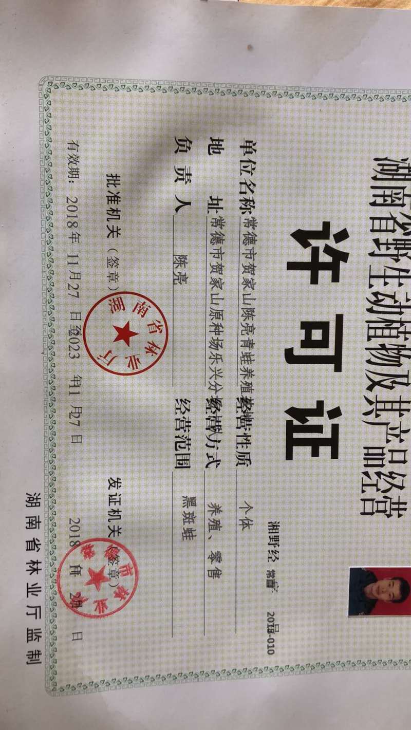 大量供应青蛙新鲜卵块基地养殖存活率高可实地考察