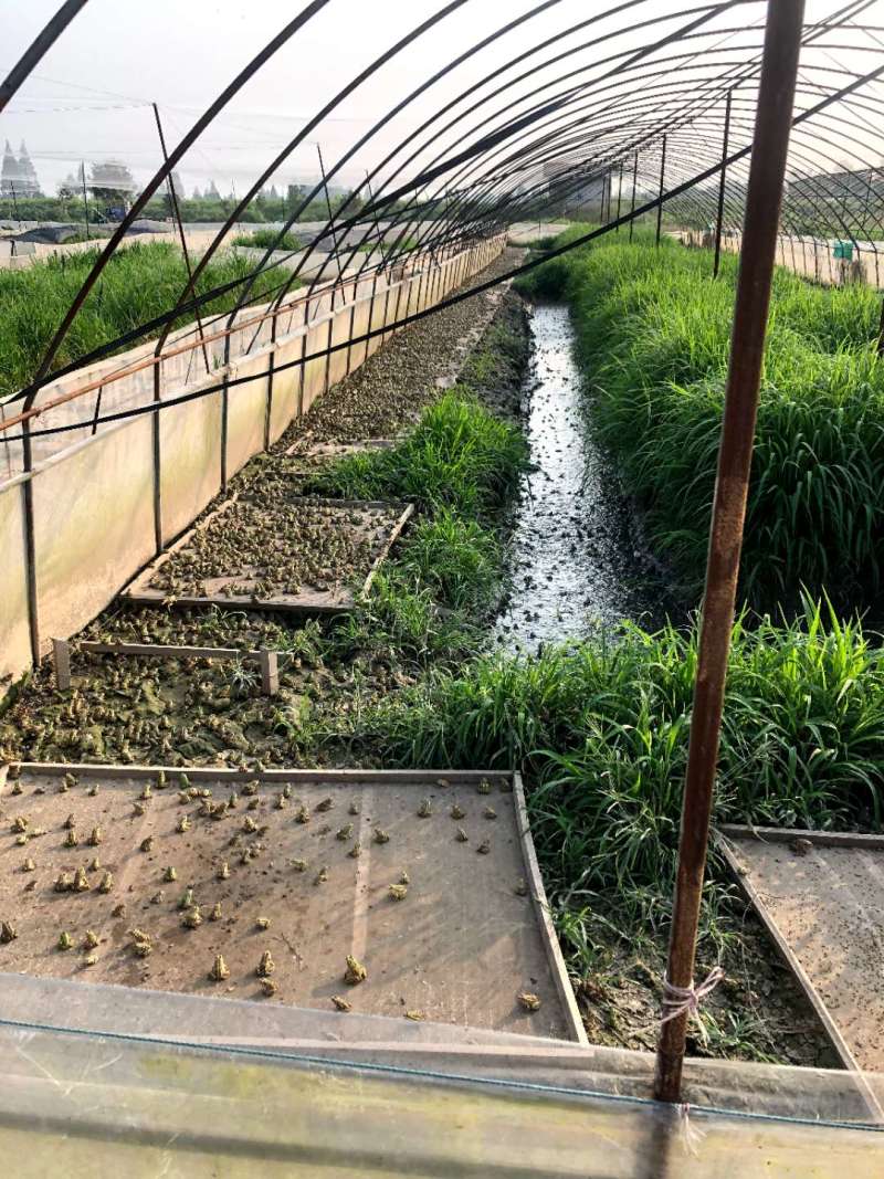 大量供应青蛙新鲜卵块基地养殖存活率高可实地考察