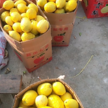 优选黄柠檬自产自销黄柠檬零售批发应季水果量大多