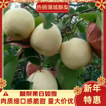 酥梨蒲城酥梨果白如雪-肉质细口感脆甜-量大价优