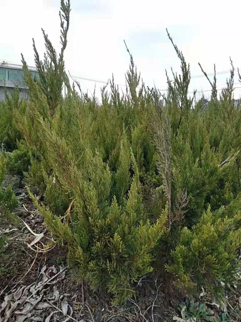 江苏龙柏苗自家基地直发一手货源包存活量大从优