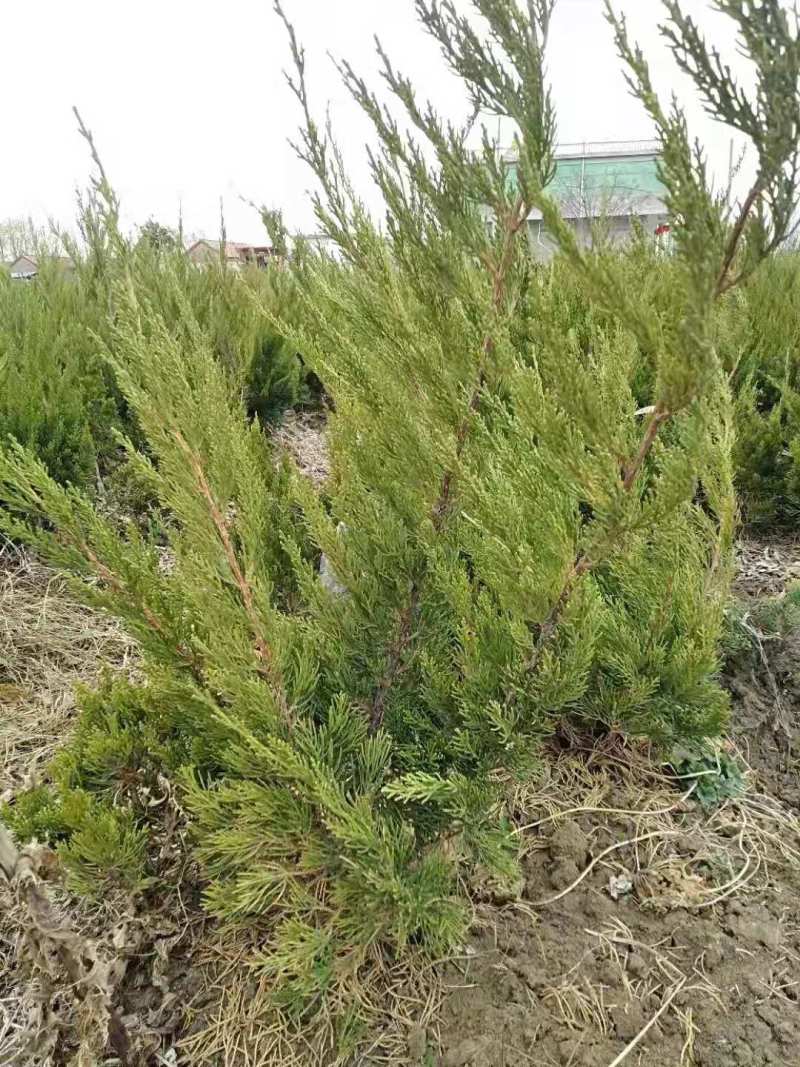 江苏龙柏苗自家基地直发一手货源包存活量大从优