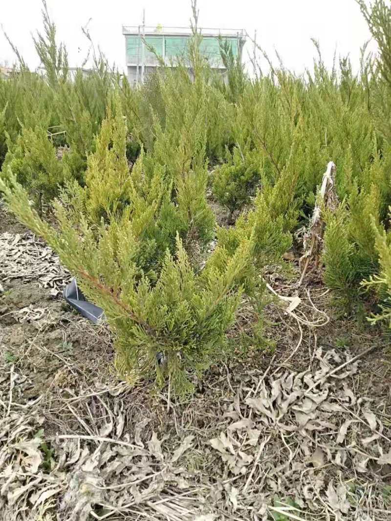 江苏龙柏苗自家基地直发一手货源包存活量大从优