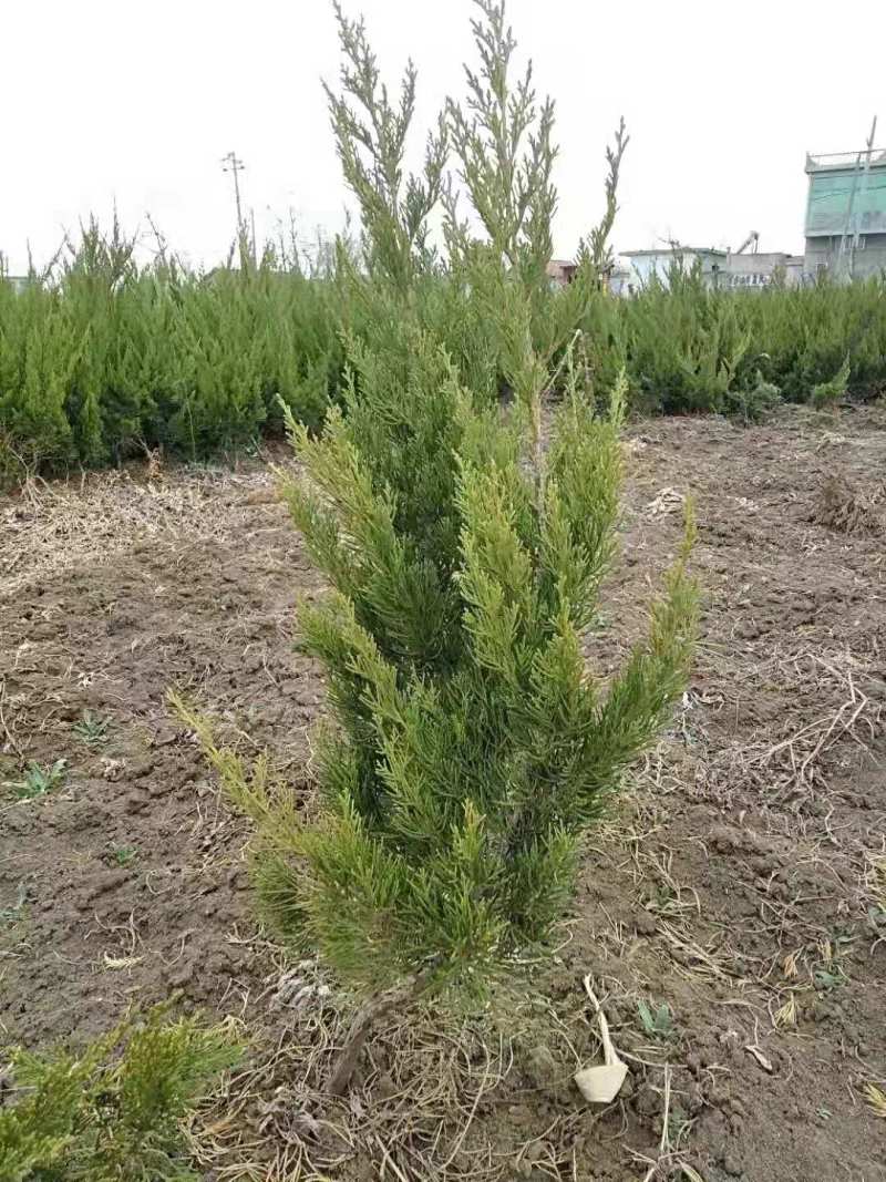 江苏龙柏苗自家基地直发一手货源包存活量大从优