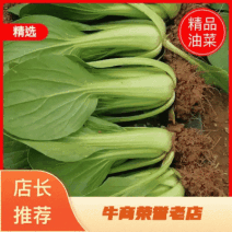 山东精品油菜蔬菜内有大型冷库本公司发票物流配送一条龙服务