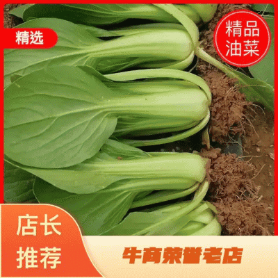山东精品油菜蔬菜内有大型冷库本公司发票物流配送一条龙服务