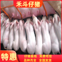 各种外三元仔猪(30一8O斤）全国发货防疫到位免费运送