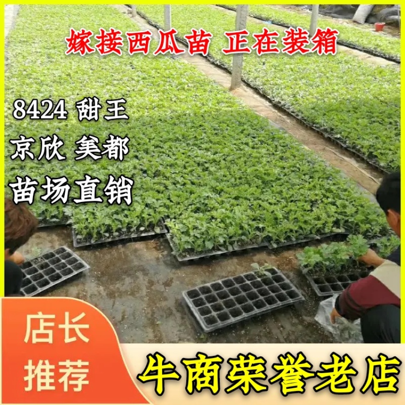 西瓜苗嫁接西瓜苗产量高优质抗病美都8424