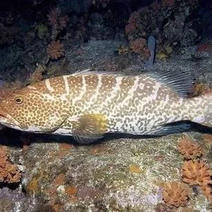 深海石斑鱼-深海珊瑚礁鱼供应尽在锦福益海