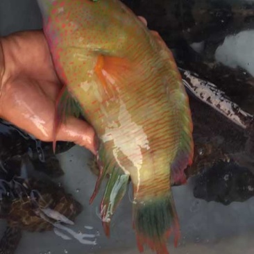 彩眉鱼-深海各种海鱼批发尽在锦福益海实业