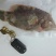 彩眉鱼-深海各种海鱼批发尽在锦福益海实业