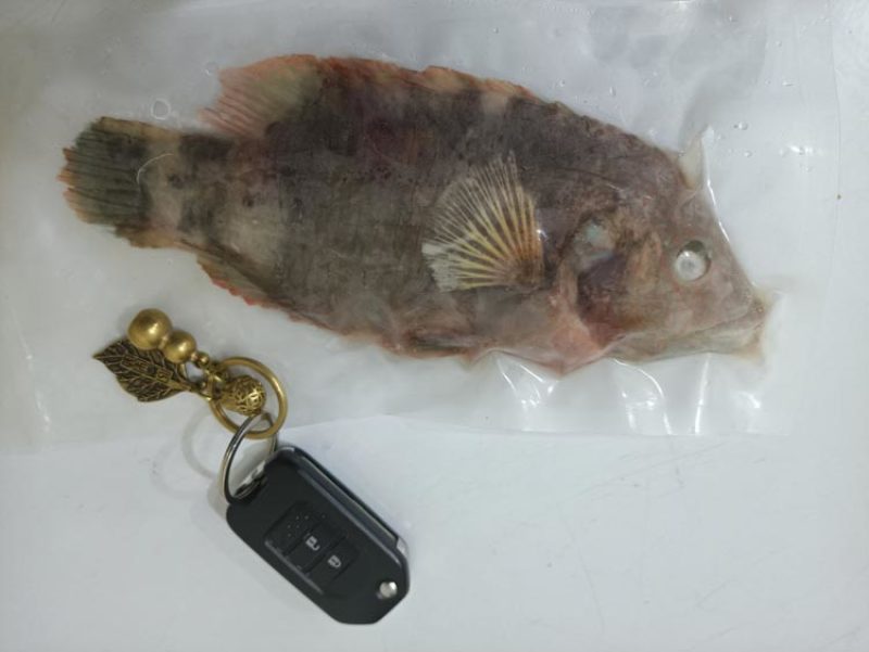 彩眉鱼-深海各种海鱼批发尽在锦福益海实业