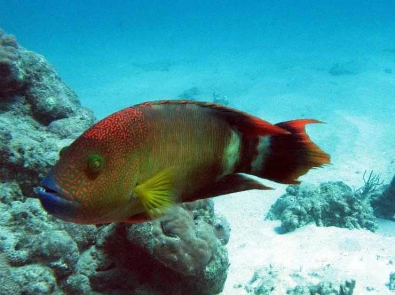 彩眉鱼-深海各种海鱼批发尽在锦福益海实业