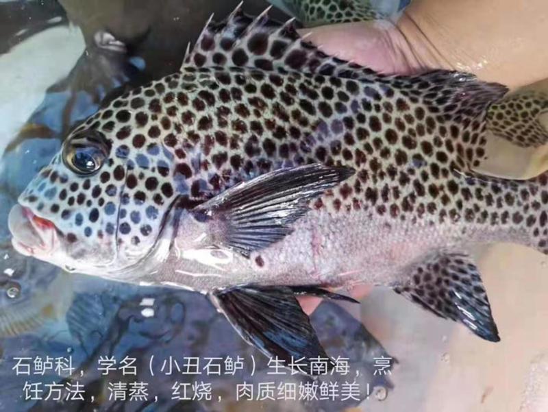 斑胡椒鲷鱼-深海珊瑚礁鱼批发尽在锦福益海