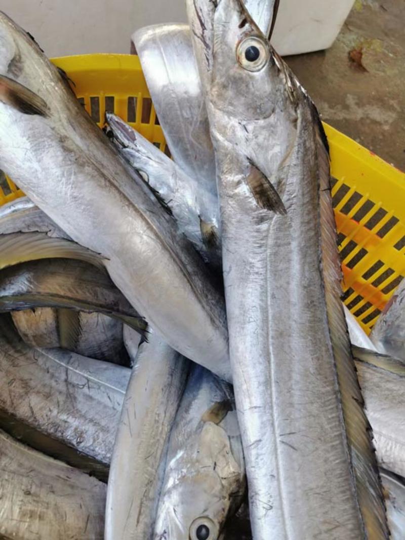 带鱼-南海带鱼批发尽在海南锦福益海实业有限公司