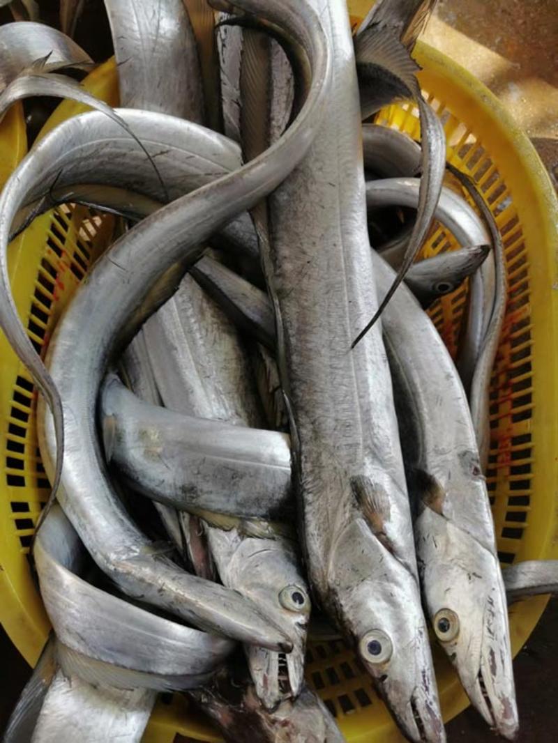 带鱼-南海带鱼批发尽在海南锦福益海实业有限公司