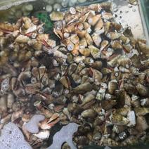 红口螺批发-深海海螺海虾供应尽在锦福益海