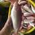 红杉鱼批发-深海各种海鱼供应在海南锦福益海