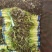 大理红叶精品莴笋大量供应产地直供欢迎选购!