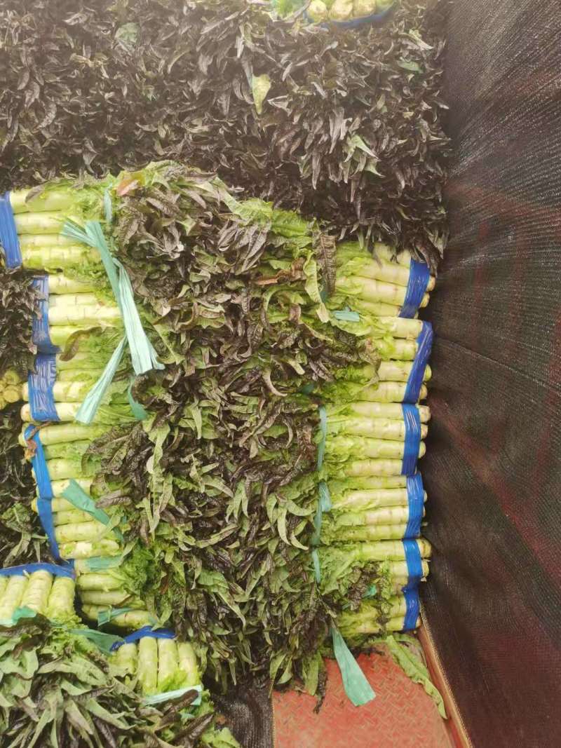 大理红叶精品莴笋大量供应产地直供欢迎选购！