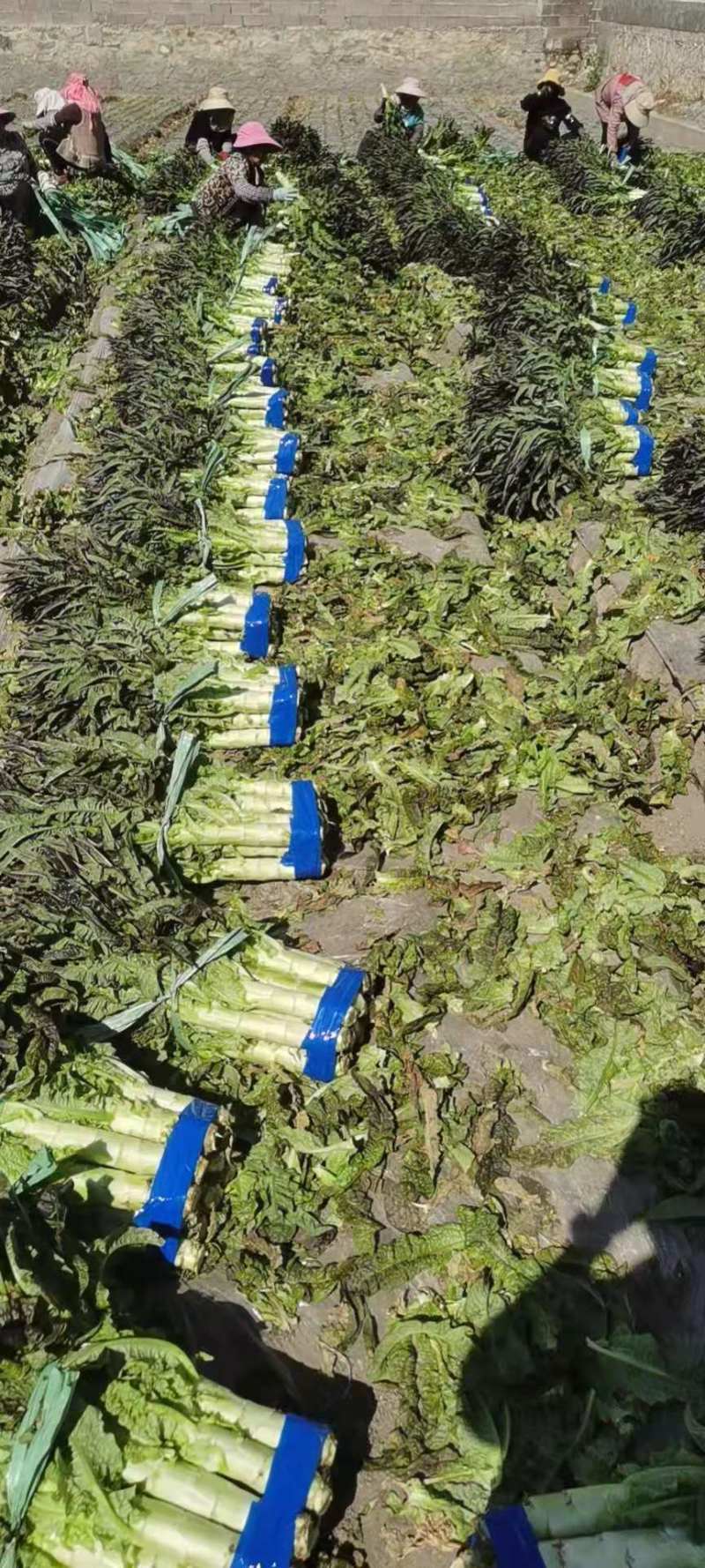 大理红叶精品莴笋大量供应产地直供欢迎选购！