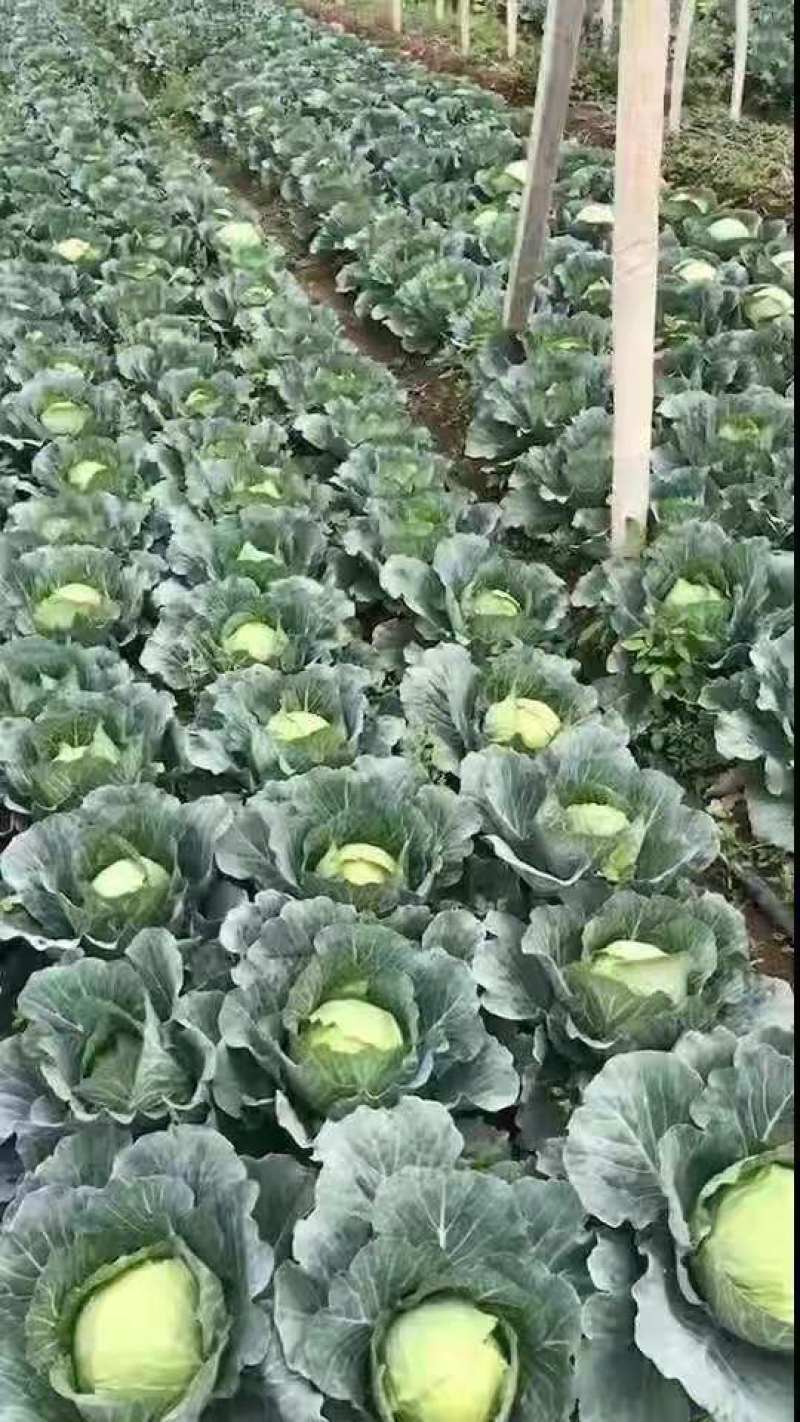 精品包菜产地直供现货供应平均四到五斤欢迎咨询选购