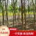 河北火炬树5-8公分12万基地直发无差价!